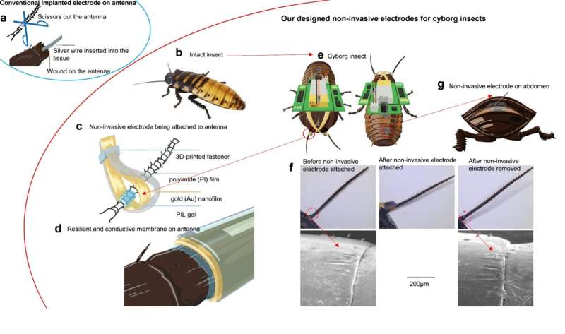 A non-invasive way to turn a cockroach into a cyborg