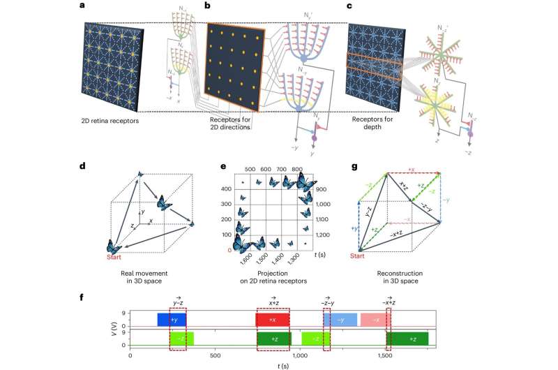 A new brain-inspired artificial dendritic neural circuit