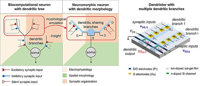 A new brain-inspired artificial dendritic neural circuit