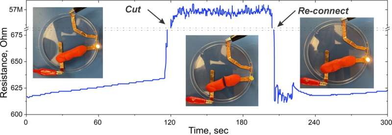 Homemade 'play-putty' can read the body's electric signals, find UMass researchers