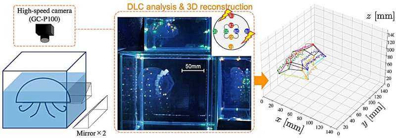 Three-dimensional swimming motion capture system in water tank. Credit: Dai Owaki; from Nature Communications (2025). DOI: 10.1038/s41467-025-59889-7 Research News - Exploring the Seas with Self-Powered Jellyfish Cyborgs