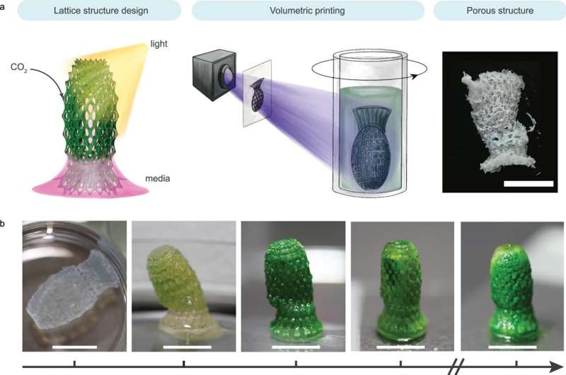 Digital fabrication of photosynthetic living structures for dual carbon sequestration. Credit: Nature Communications (2025). DOI: 10.1038/s41467-025-58761-y A building material that lives and stores carbon