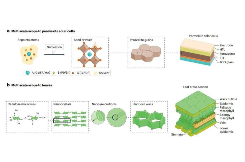 Credit: Nature Reviews Clean Technology (2025). DOI: 10.1038/s44359-025-00086-6 Innovative strategy for reshaping stability and sustainability of perovskite solar cells